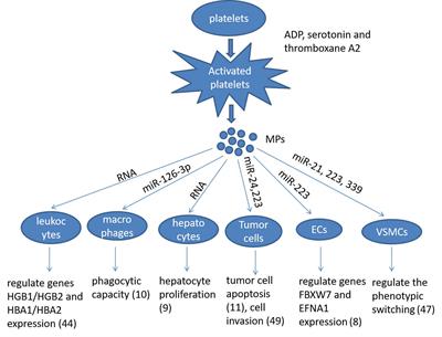The Role of Platelet Microparticle Associated microRNAs in Cellular Crosstalk